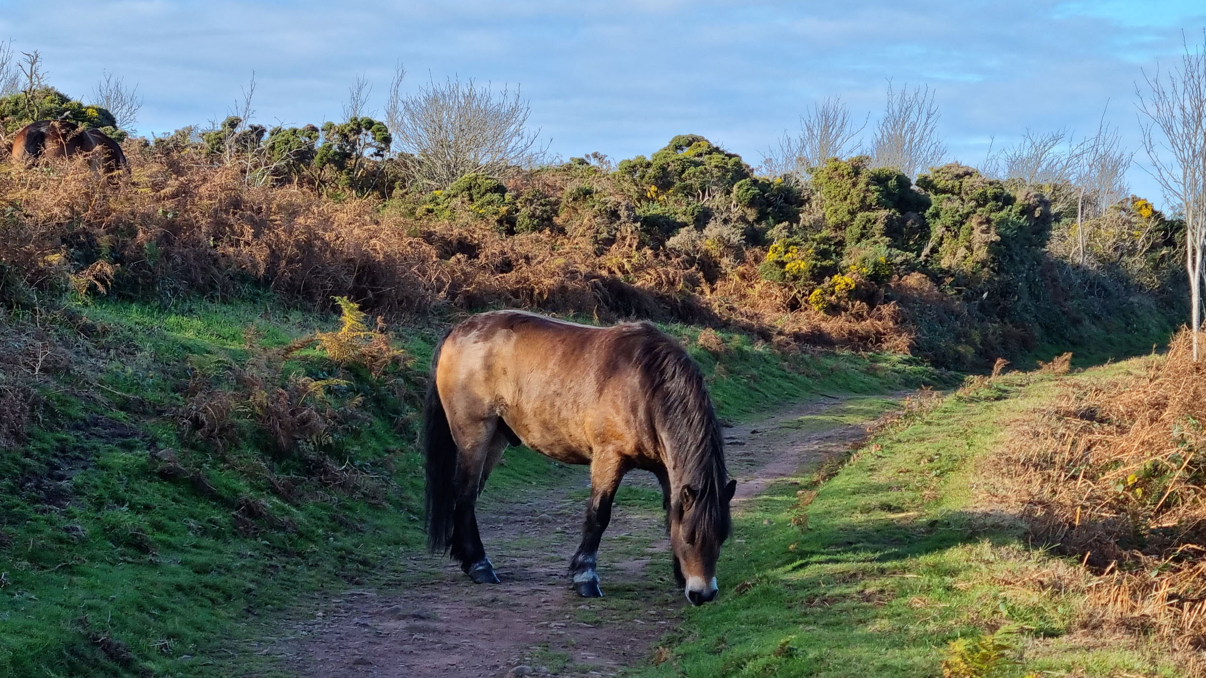 Exmoor pony