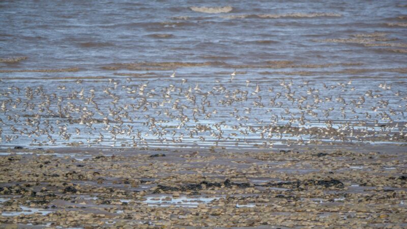 Dunlin taking flight at Steart