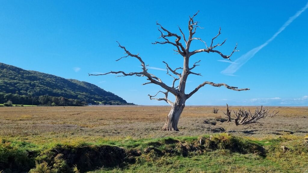 Porlock's Marsh Tree