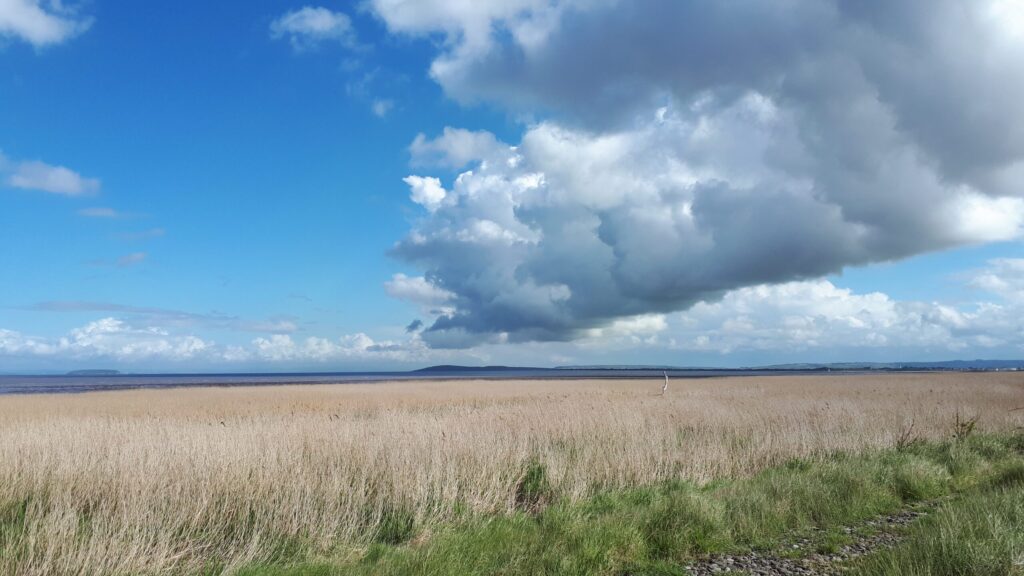 Steart Marshes