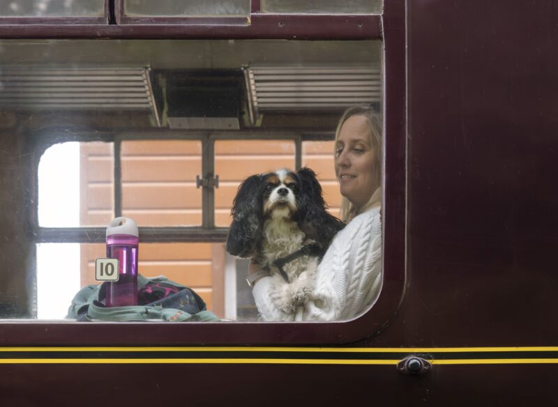 Dog on the train on the WSR